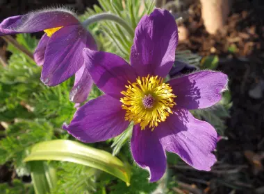 自然 Pulsatilla 花卉 花 Purple Flower 高清壁纸 4783x3232