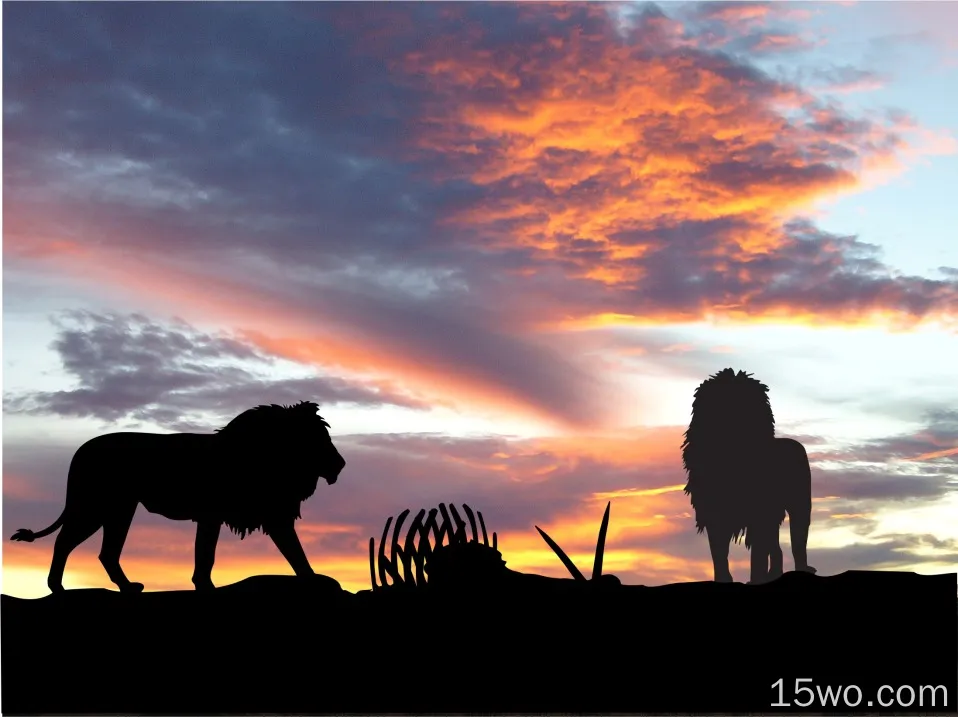 狮子非洲剪影日落壁纸