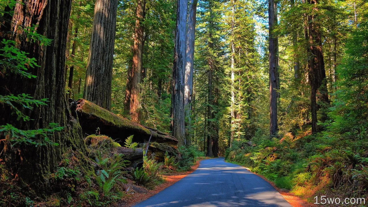 人造 路 森林 树 Redwood 绿色 大自然 高清壁纸