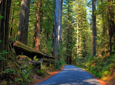 人造 路 森林 树 Redwood 绿色 大自然 高清壁纸 7680x4320
