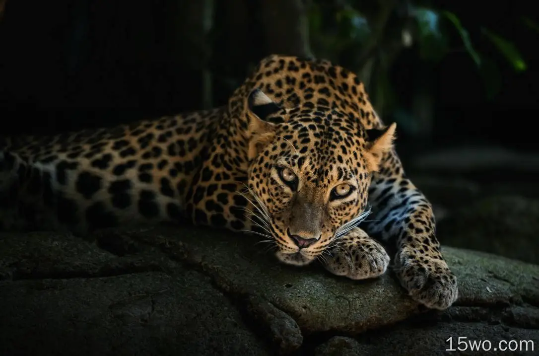 豹子、躺着的、野生动物、大型猫科动物、食肉动物