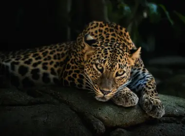豹子、躺着的、野生动物、大型猫科动物、食肉动物 4000x2640