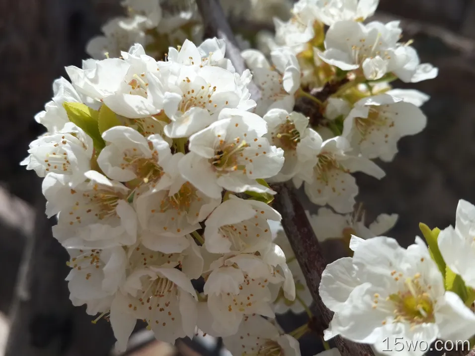 白色春花，花瓣，特写