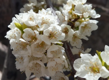 白色春花，花瓣，特写 4128x3096