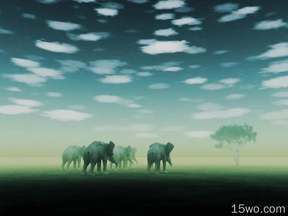 大象家族，雾，野生