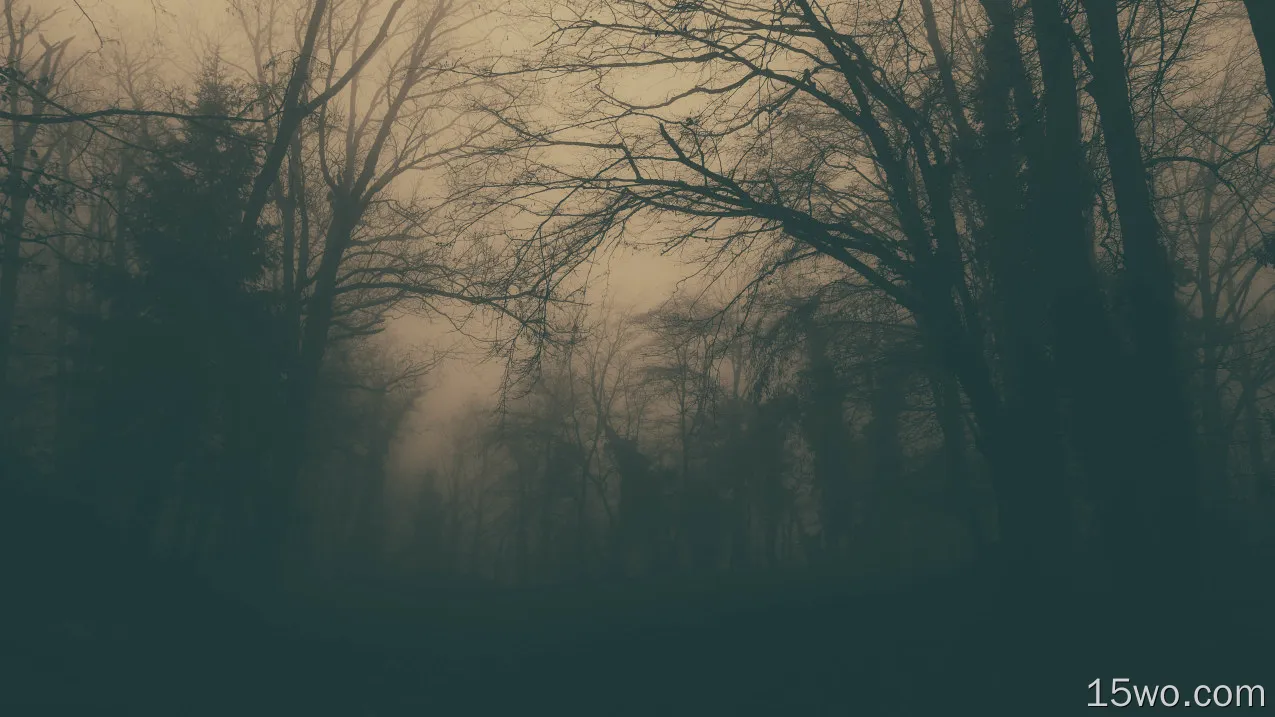 雾、森林、黑暗、雾
