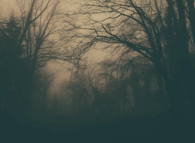 雾、森林、黑暗、雾 4608x2592