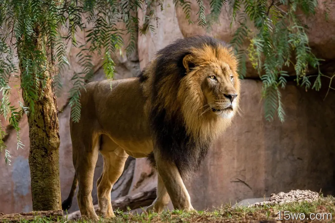 狮子、行走、国王、野生动物、大型猫科动物