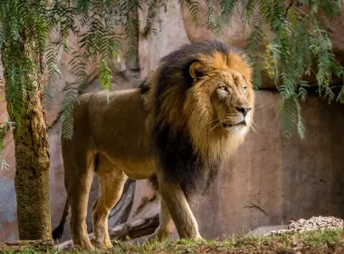 狮子、行走、国王、野生动物、大型猫科动物 4431x2954