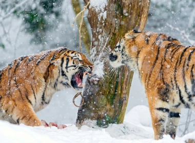 动物 老虎 猫 Siberian Tiger Snow 高清壁纸 3840x2160