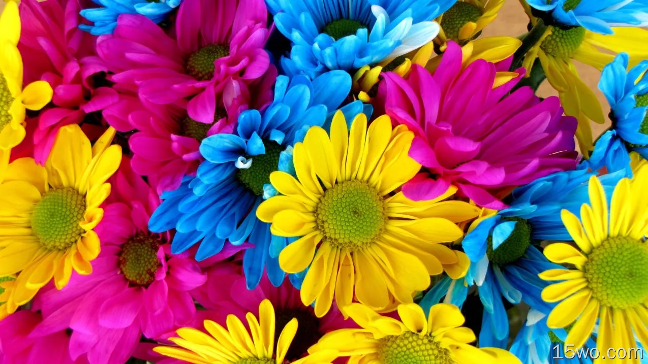 自然 雏菊 花卉 地球 花 色彩 Colorful Yellow Flower Blue Flower Pink Flower 高清壁纸