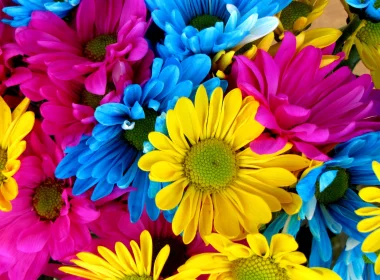自然 雏菊 花卉 地球 花 色彩 Colorful Yellow Flower Blue Flower Pink Flower 高清壁纸 3840x2160