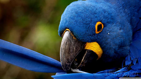 动物 Hyacinth Macaw 鸟 鹦鹉 高清壁纸 2560x1440