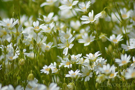 美丽的白花、花坛、植物、田野 6016x4000