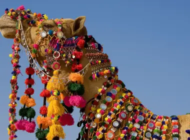动物 骆驼 Colorful 高清壁纸 3840x2160