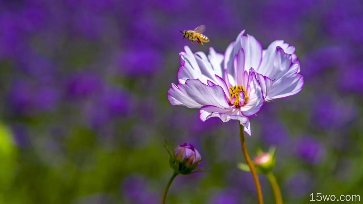 蜜蜂、白花、授粉、花瓣