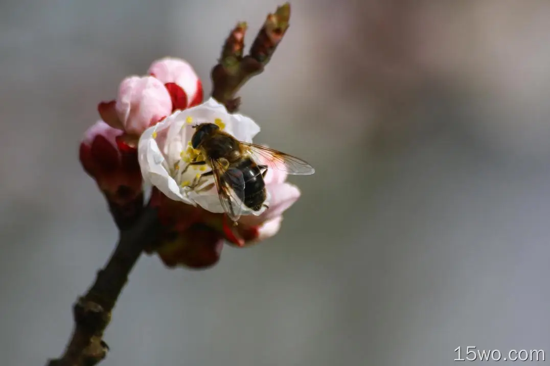 蜜蜂、授粉、花蕾