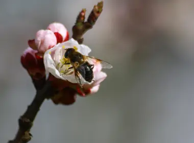 蜜蜂、授粉、花蕾 5472x3648