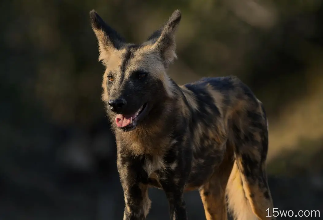 动物 African wild dog Painted Wolf Zambia Africa Wildlife Canid predator 高清壁纸