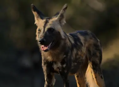 动物 African wild dog Painted Wolf Zambia Africa Wildlife Canid predator 高清壁纸 4608x3137