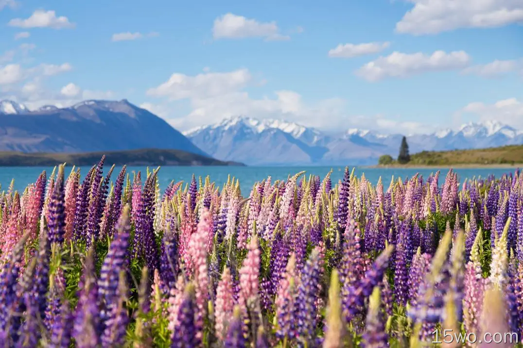 自然 羽扇豆 山 湖泊 新西兰 花 大自然 高清壁纸