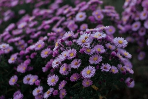 紫丁香，模糊，花园  6000x4000