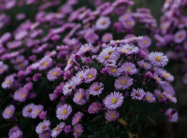紫丁香，模糊，花园 6000x4000