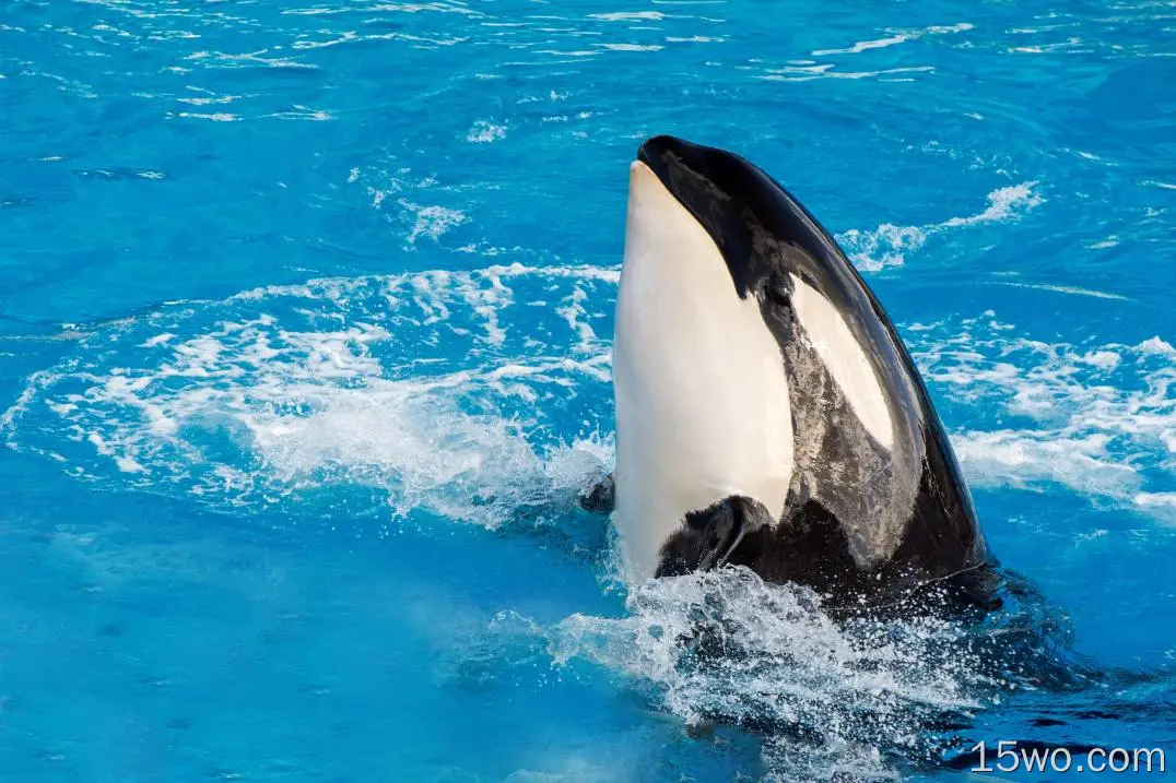 动物 Orca Wildlife Killer Whale 高清壁纸
