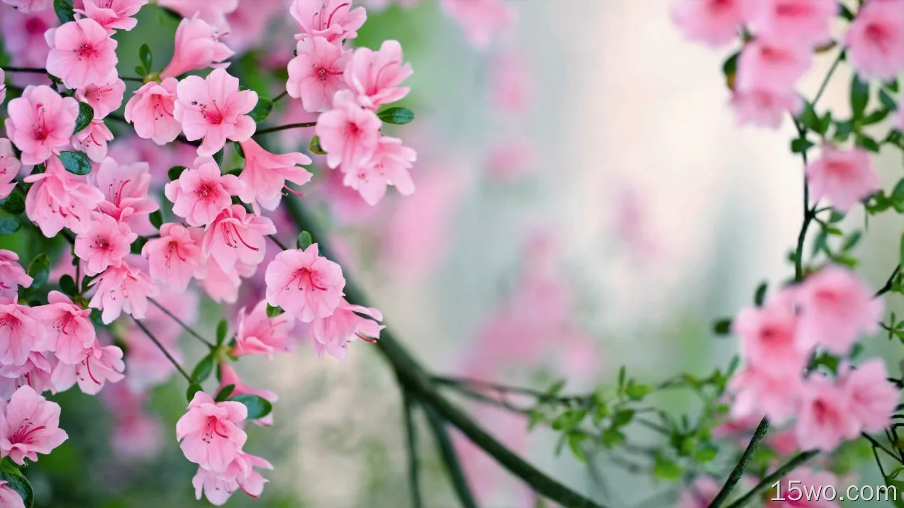 自然 花簇 花卉 春季 地球 花 树 树枝 Pink Flower 高清壁纸