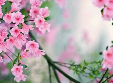 自然 花簇 花卉 春季 地球 花 树 树枝 Pink Flower 高清壁纸 5120x2880