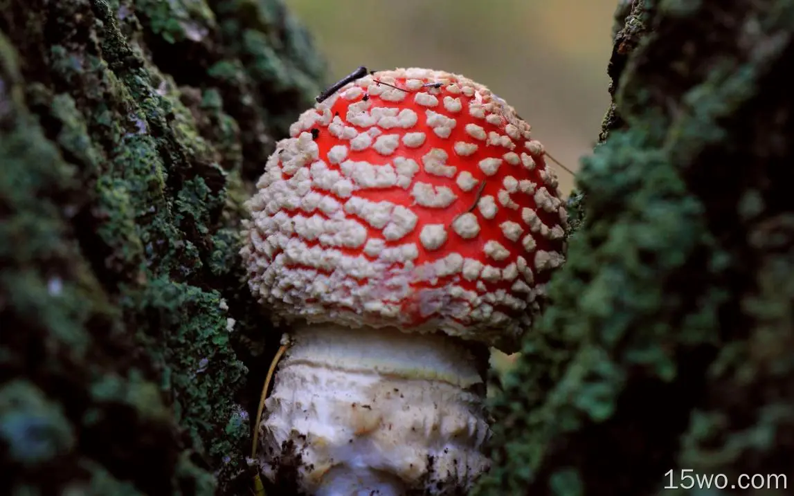 自然 蘑菇 微距 Lichen 高清壁纸