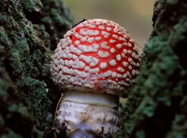 自然 蘑菇 微距 Lichen 高清壁纸 2560x1600