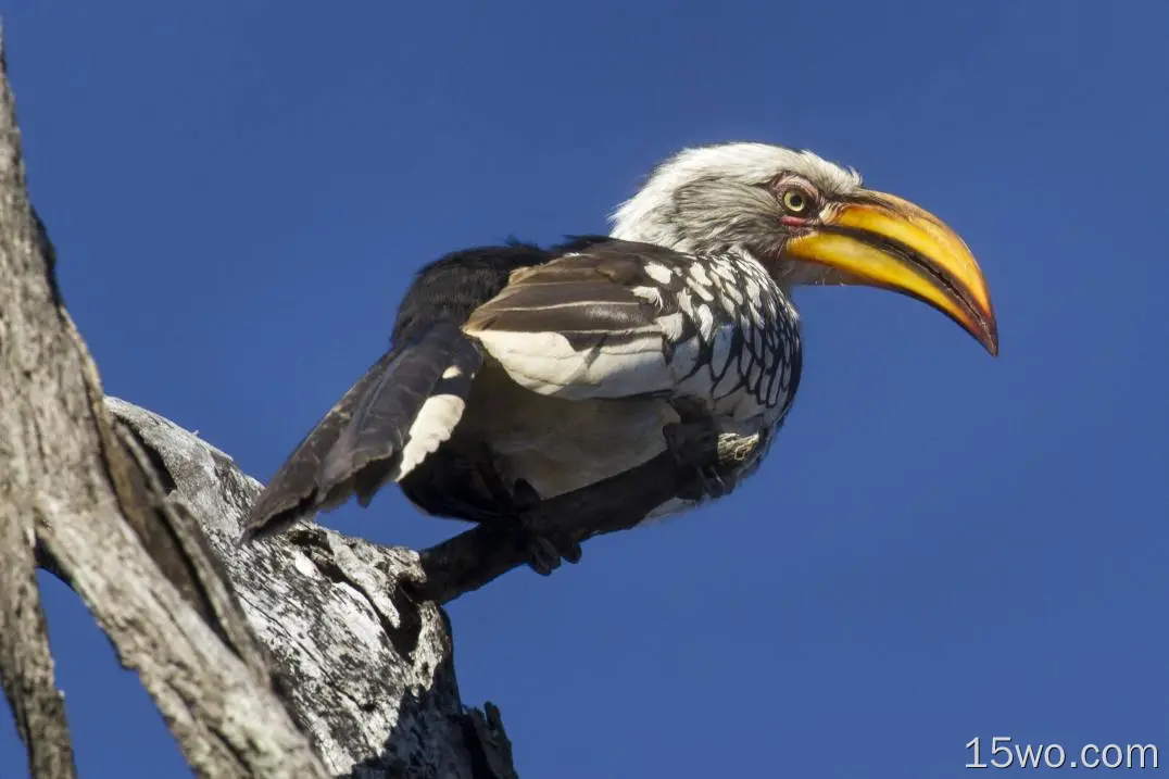 动物 Hornbill 鸟 犀鸟 Zimbabwe Southern Yellow-billed Hornbill 高清壁纸