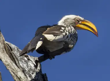 动物 Hornbill 鸟 犀鸟 Zimbabwe Southern Yellow-billed Hornbill 高清壁纸 2942x1961