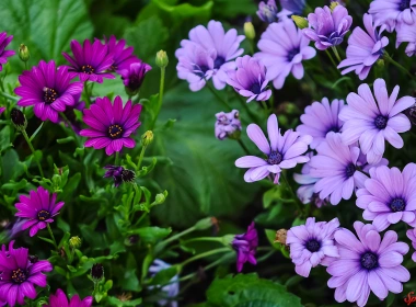 自然 雏菊 花卉 地球 大自然 花 Purple Flower 高清壁纸 3840x2160