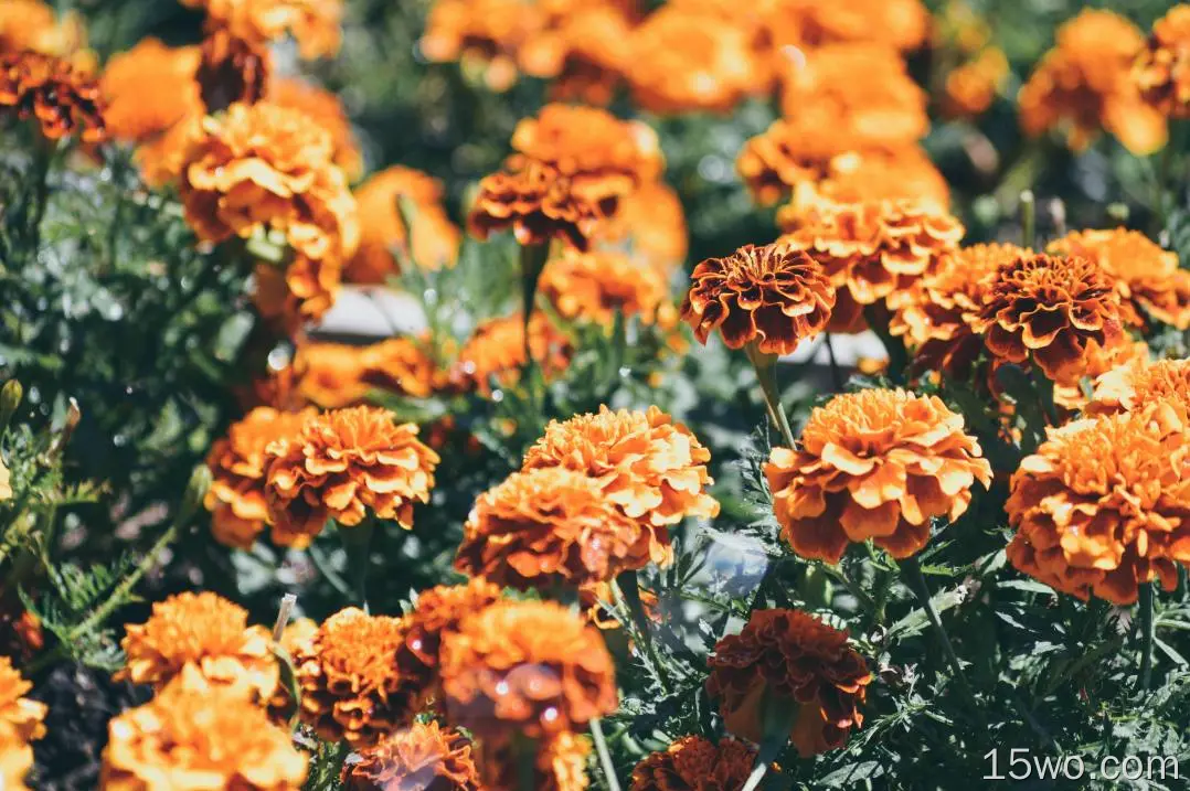 橙色的花、花瓣、花朵
