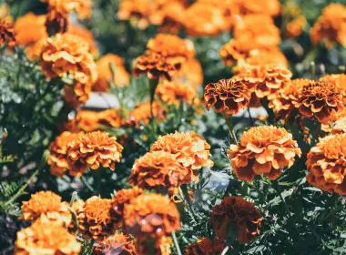 橙色的花、花瓣、花朵 6016x4000