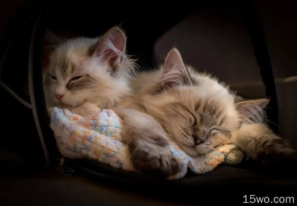 动物 猫 Pet Baby Animal Kitten Sleeping 高清壁纸