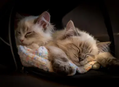 动物 猫 Pet Baby Animal Kitten Sleeping 高清壁纸 5700x3965