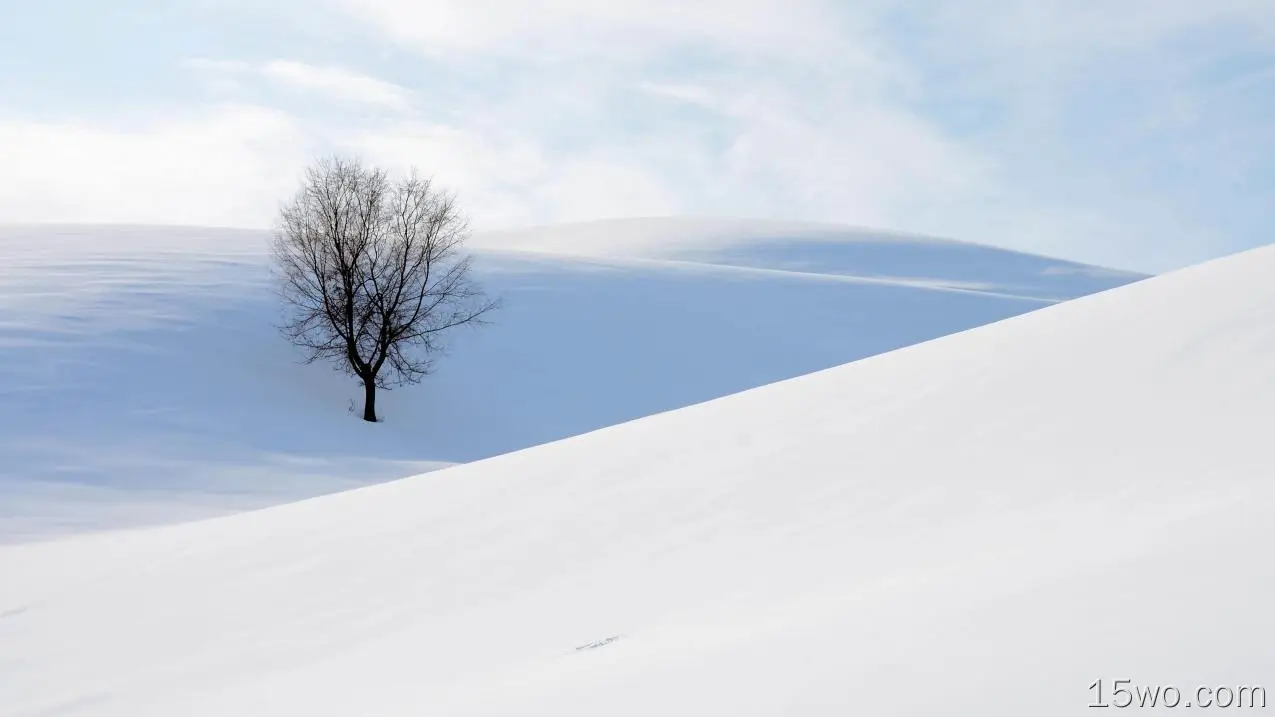 雪地中的树