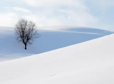 雪地中的树 5120x2880