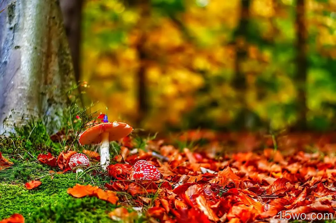 自然 蘑菇 秋季 散焦 森林 大自然 高清壁纸