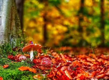 自然 蘑菇 秋季 散焦 森林 大自然 高清壁纸 2048x1360