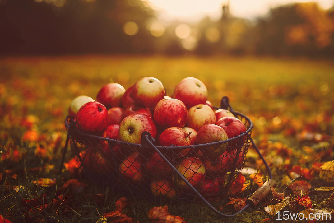 apples, basket, autumn, harvest