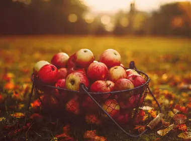 apples, basket, autumn, harvest 7360x4912