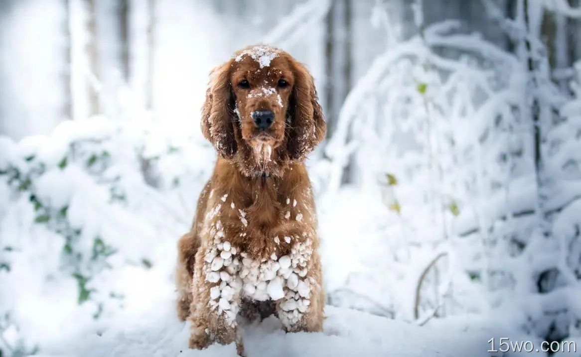 可卡犬，冬天，雪