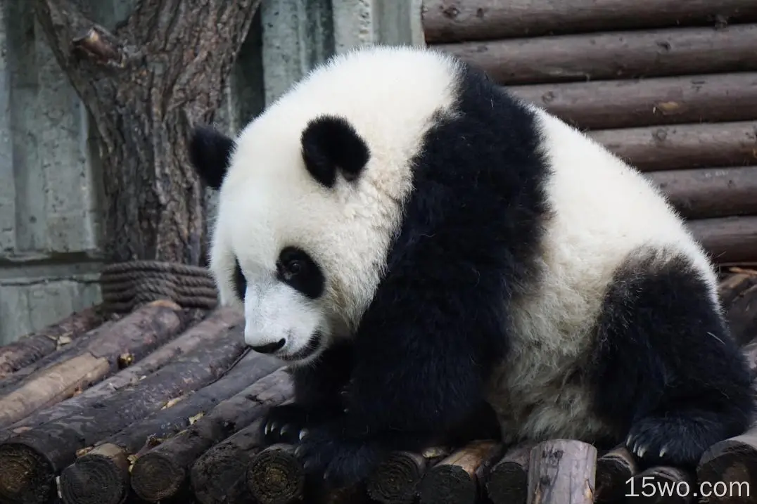 熊猫，毛茸茸的，胖乎乎的，可爱的，坐着