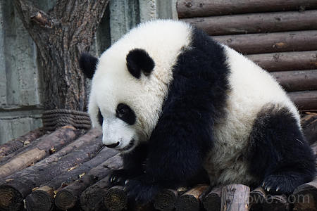 熊猫，毛茸茸的，胖乎乎的，可爱的，坐着 6000x4000