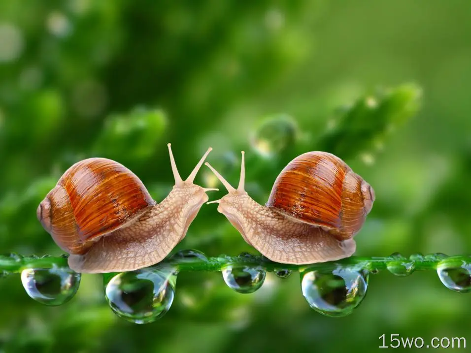 动物 蜗牛 水滴 昆虫 微距 高清壁纸