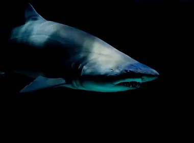 4K 动物 鲨鱼 海底世界 5120x3391